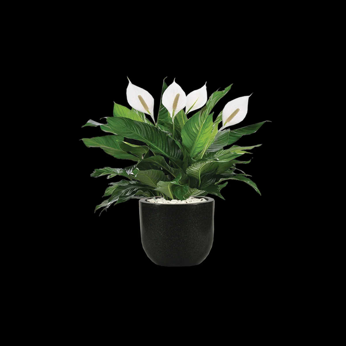 Peace Lily