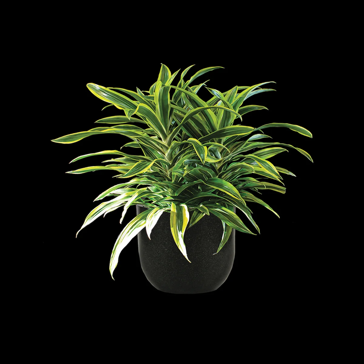 Warneckei  The Plant Connection LLC