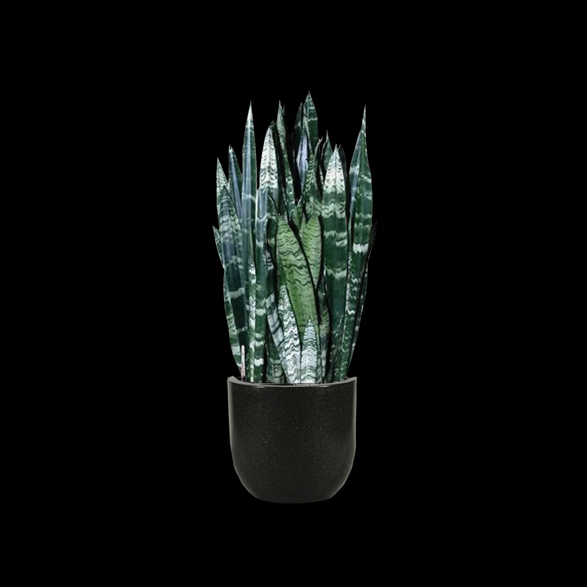 Snake Plant