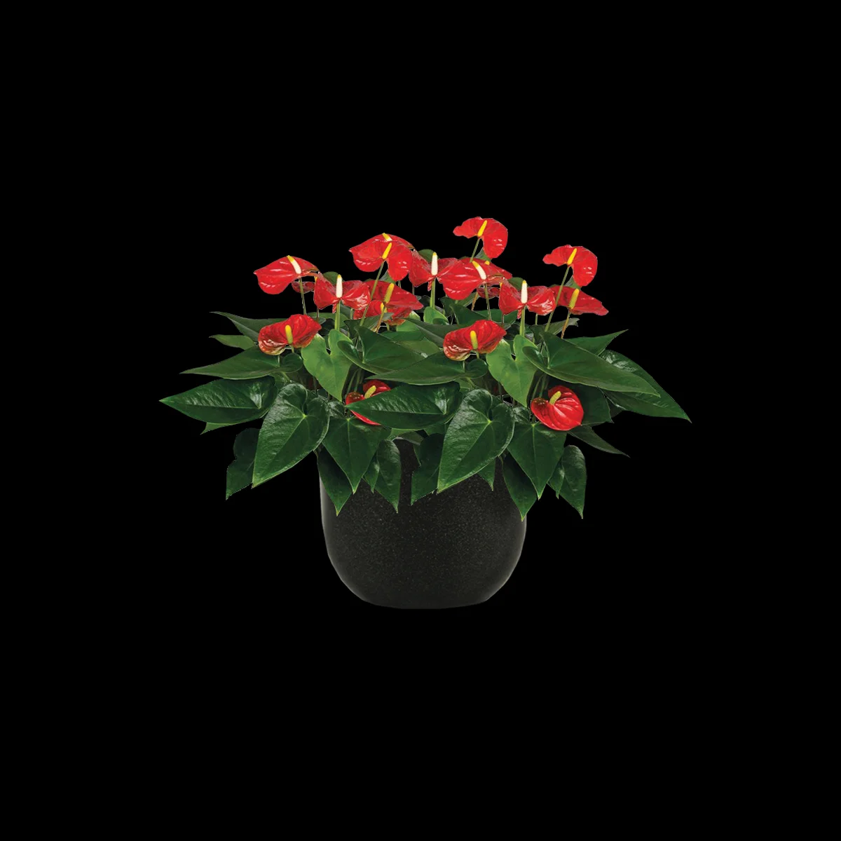 Anthurium 