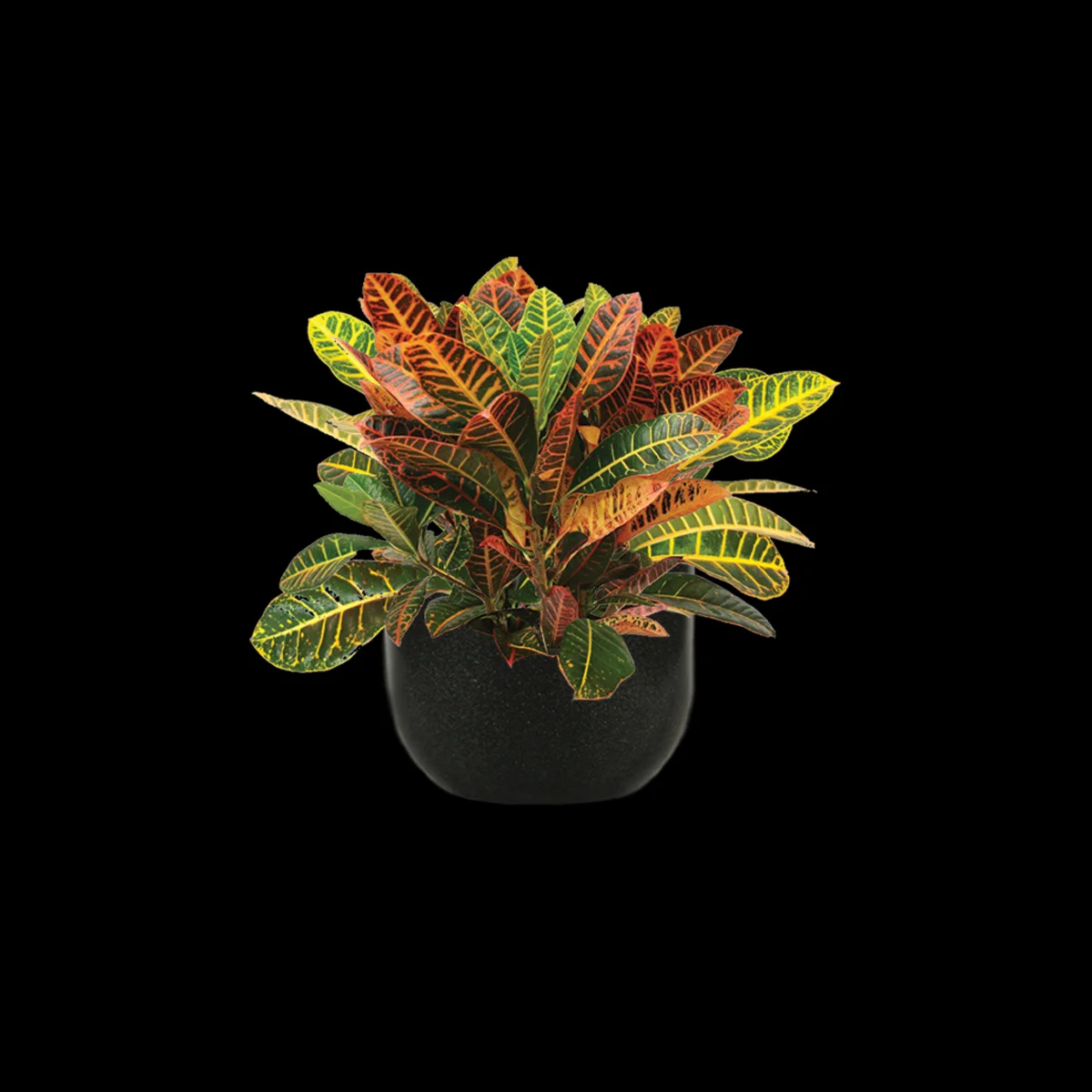 Croton