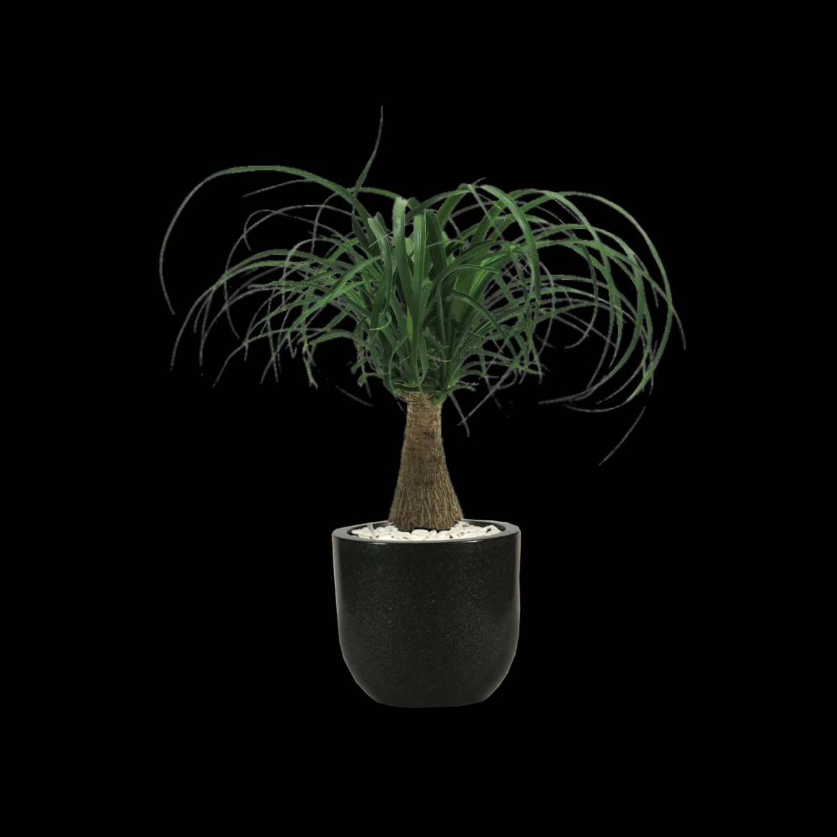 Ponytail Palm