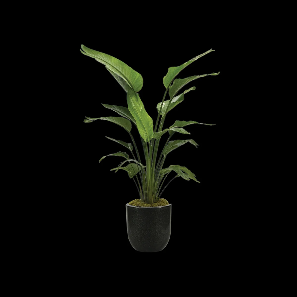 White Bird of Paradise