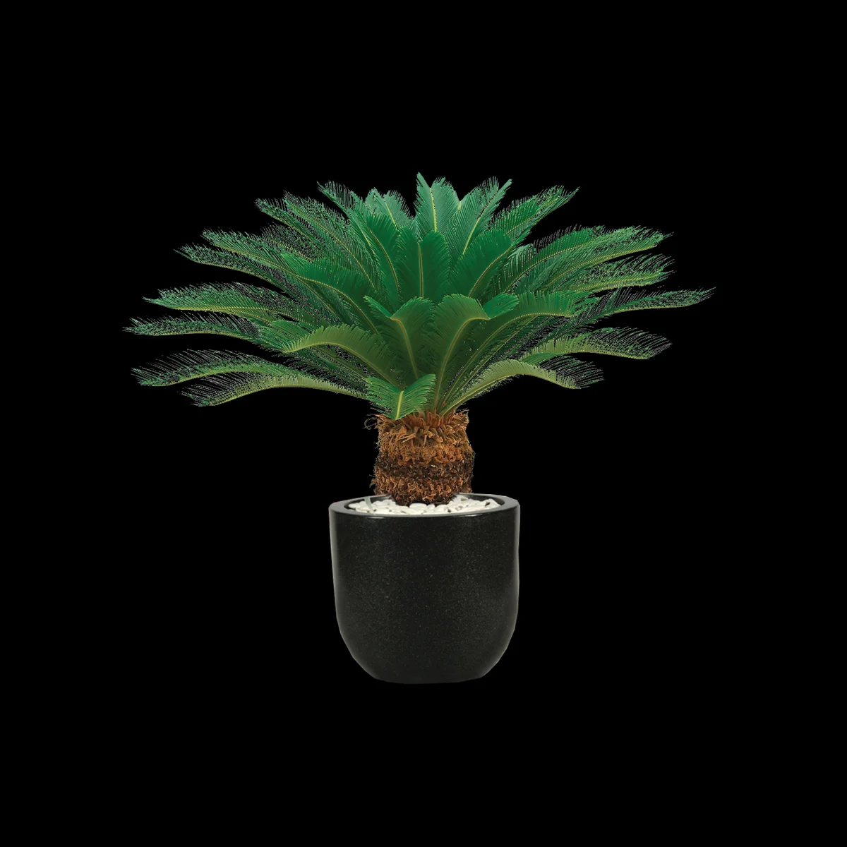 King Sago Palm