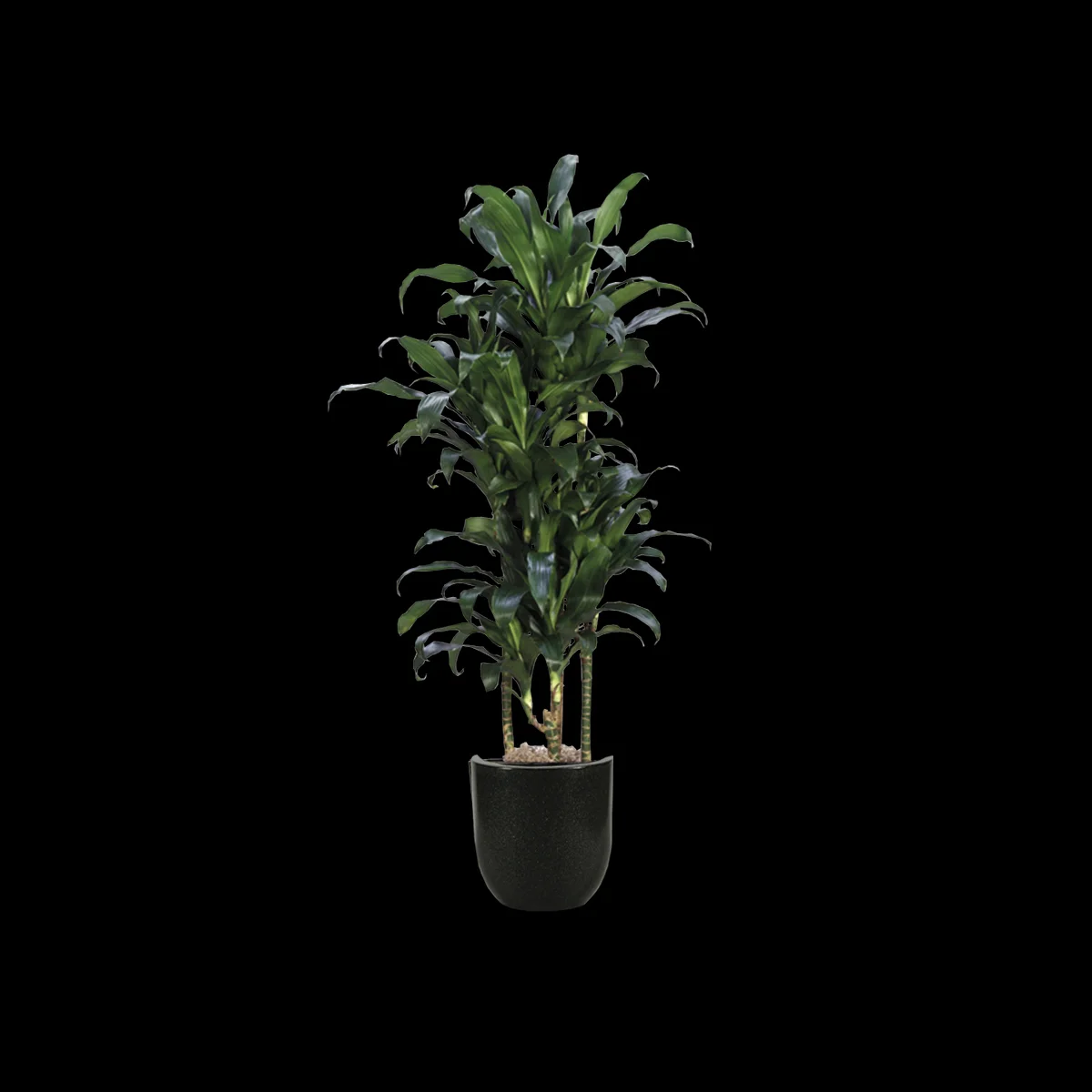 Michiko Cane  The Plant Connection LLC