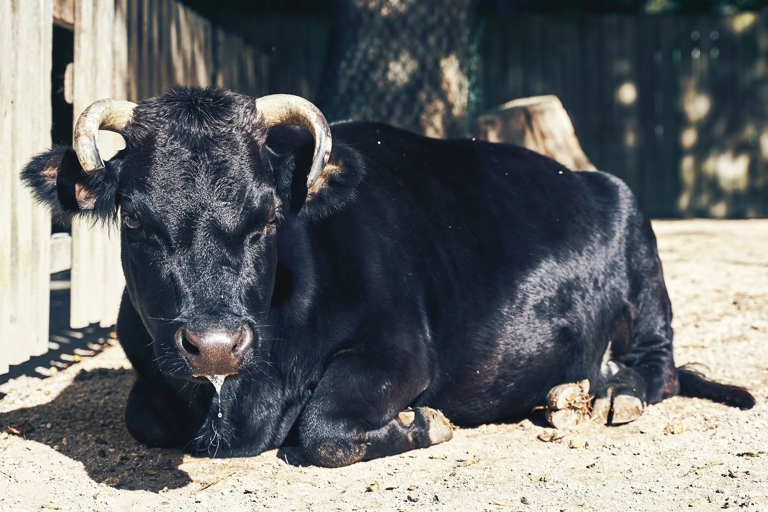 A limit to market optimism&nbsp;