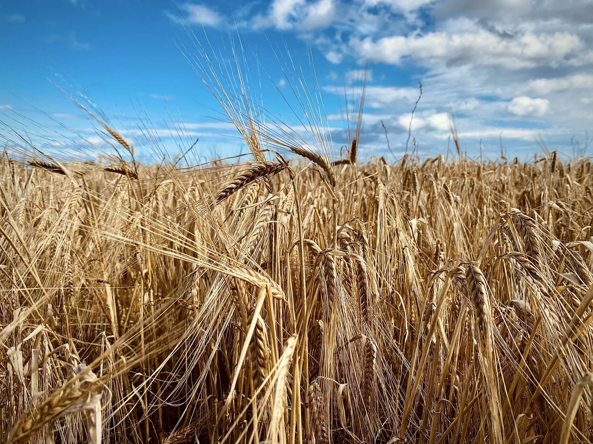 Why the war in Ukraine could embolden central banks to double down on inflation 