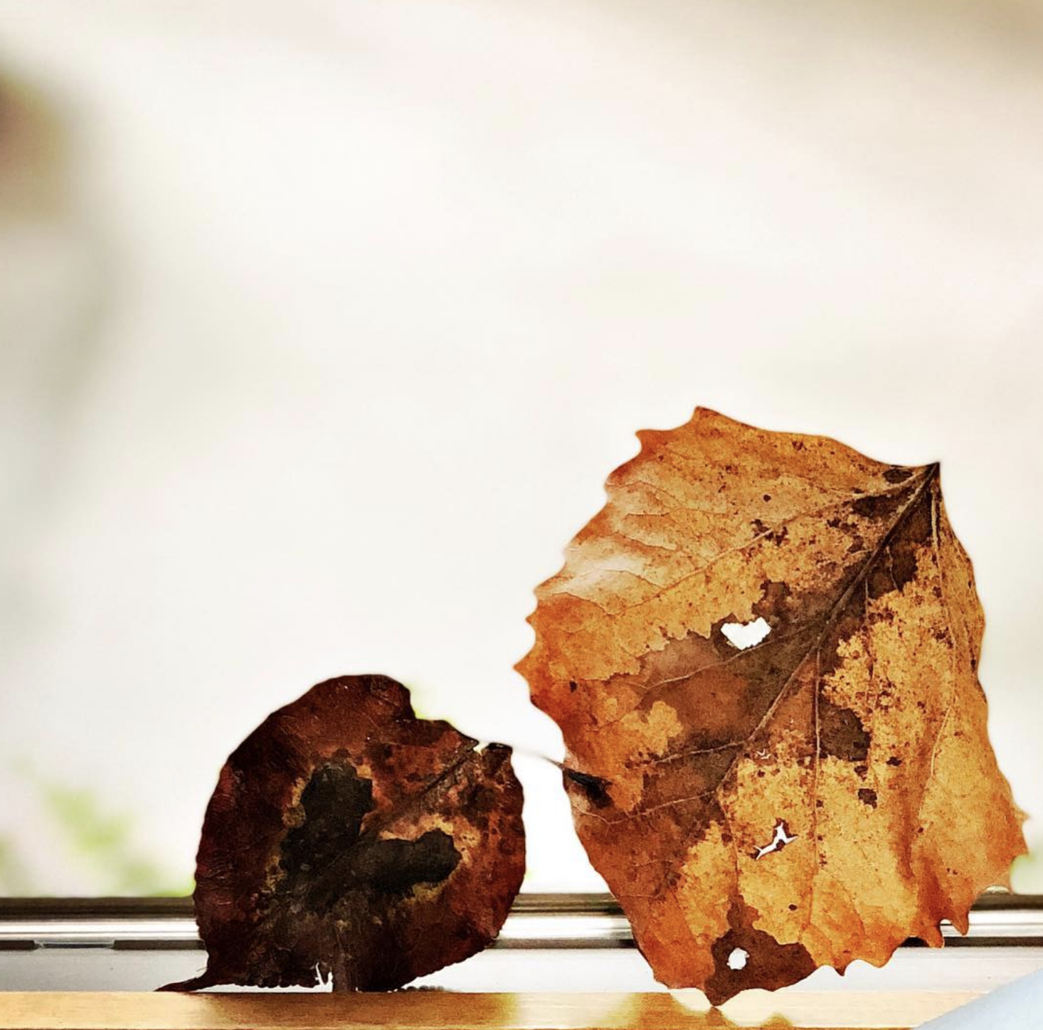 Leaves.png