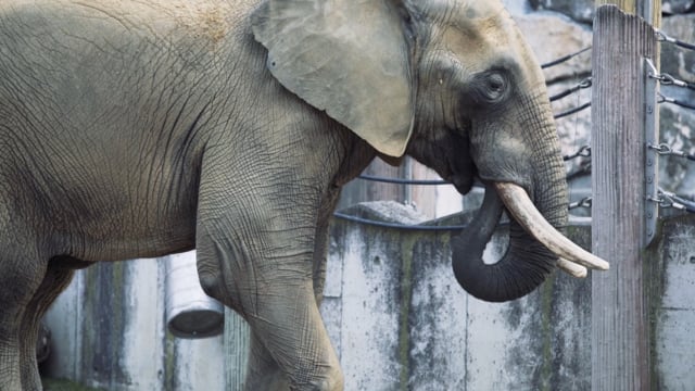 Shaka's 1000 Mile Journey to Noah's Ark Zoo Farm