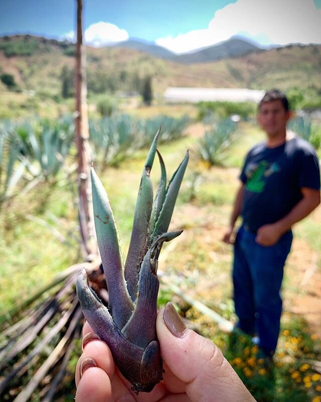 It finally feels a bit more like spring in NYC so let&rsquo;s talk about regrowth + reproduction! 🌺🐥 You probably know that agaves can reproduce sexually (through seed) or asexually (through genetic clones called hijuelos that sprout from near the 