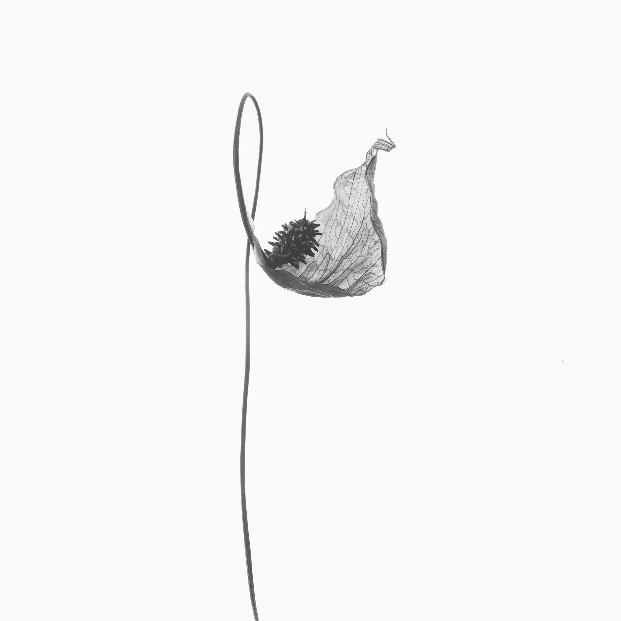 260310_peace lily_031-2.jpg