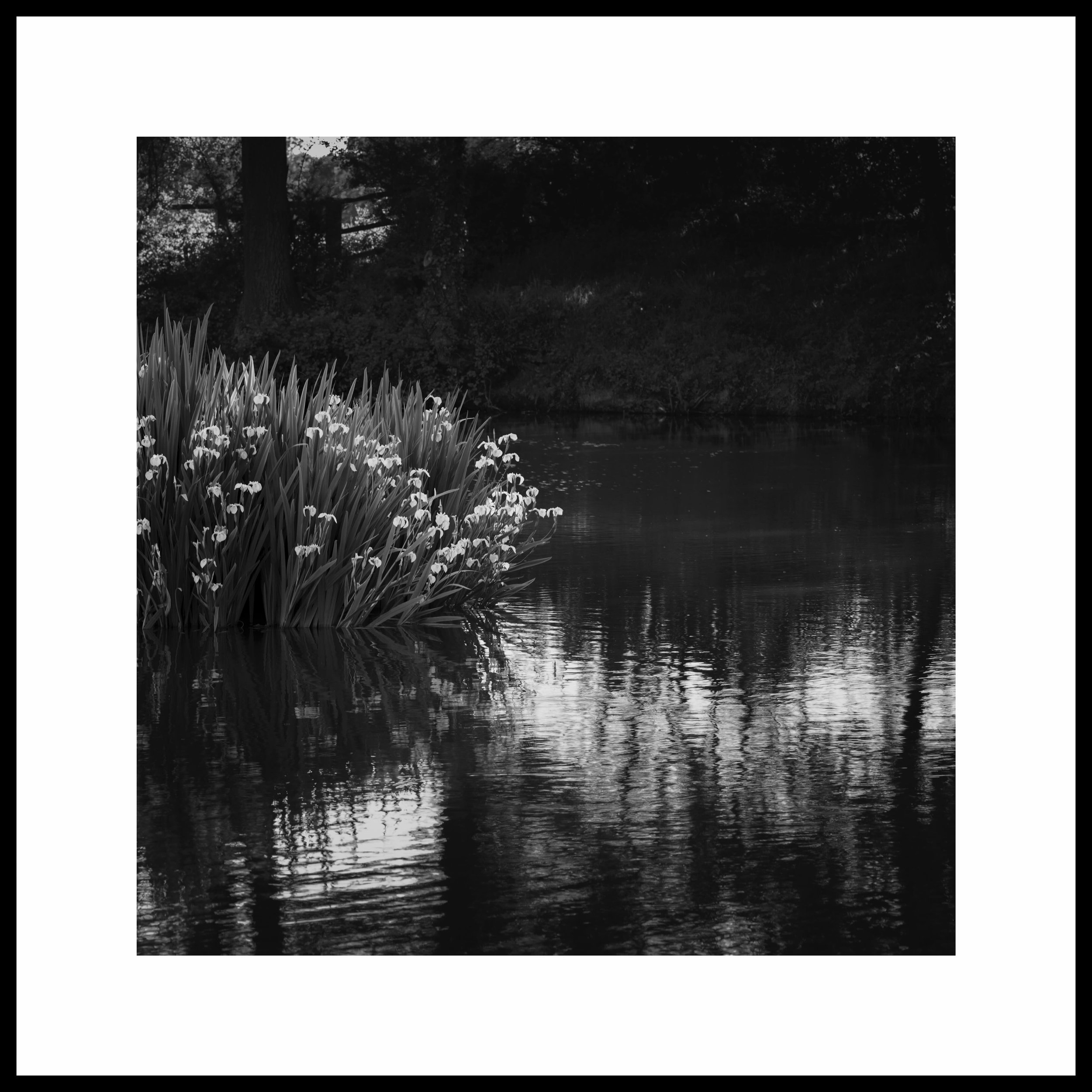 I often wonder if beautiful things view themselves as we do? I know that sounds daft but take these Irises, surrounded by water, competing for the energy of the sun, their reflection permanently distorted by the wind and activity of wildlife using th