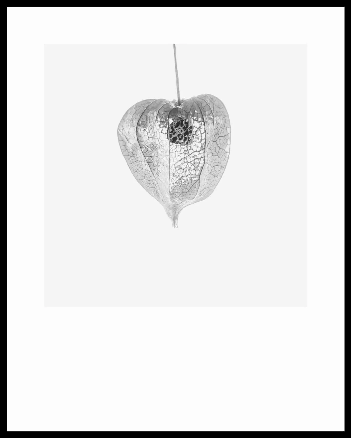 How fragile we think we are, and yet when push comes to shove we find strength to hold things together, even when we feel we are falling apart we hang on, sometimes with only the tiniest thread. It is time to acknowledge your strength, resilience and