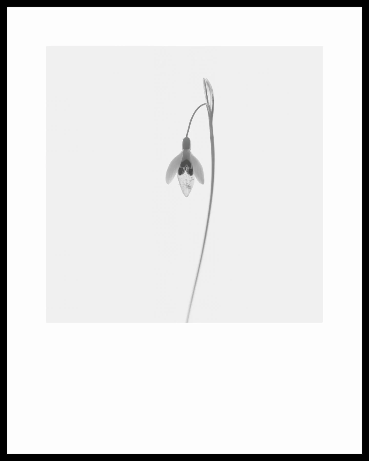 Snowdrops to me are the first flowers that really catch my eye as the year gets underway - they remind me of resilience and strength, despite the lack of sunshine, pouring rain, high wind and often freezing conditions they are the flower that doesn&r