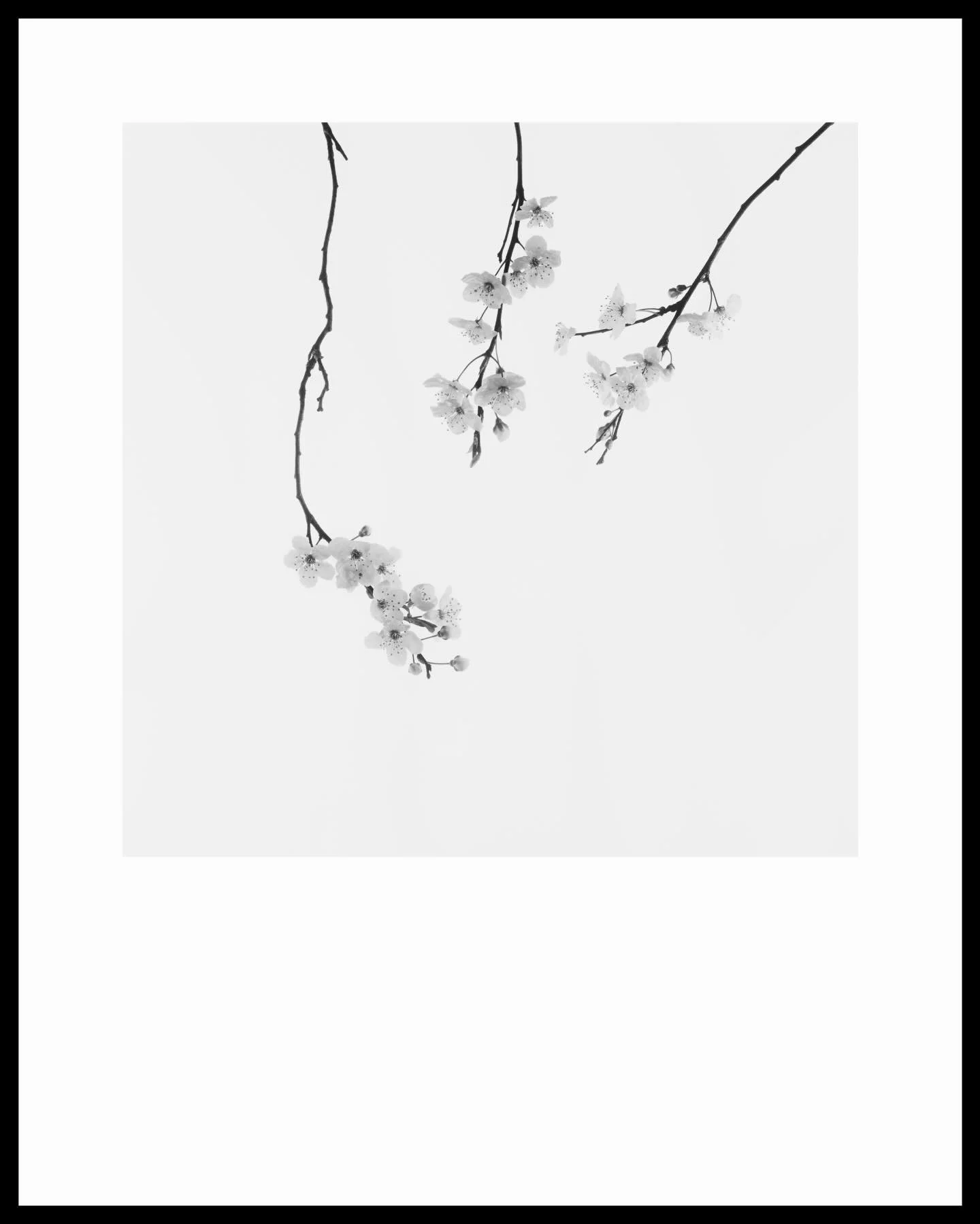 I love the spring blossoms, this fleeting but beautiful time when nature really shows what vitality, resilience and renewal is as all about - the Japanese and Buddhist cultures see cherry blossoms as a metaphor for human life -beautiful yet fleeting.