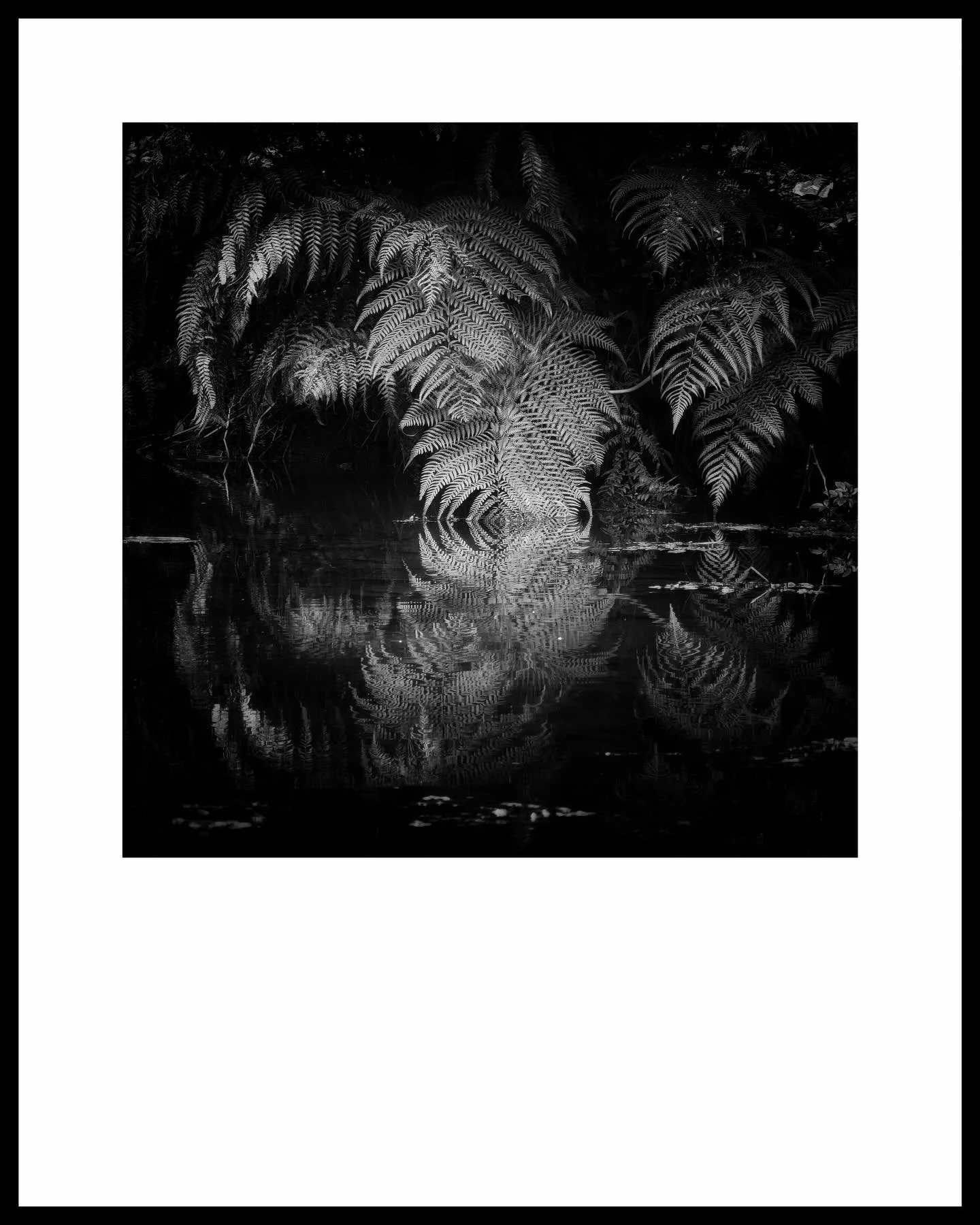 In a world of chaos, destruction and greed that fires anxiety in everyone at the moment take a moment of stillness to observe nature, sit quietly, no phone, no distractions and breathe, let your breath settle in to a natural flow, close your eyes and