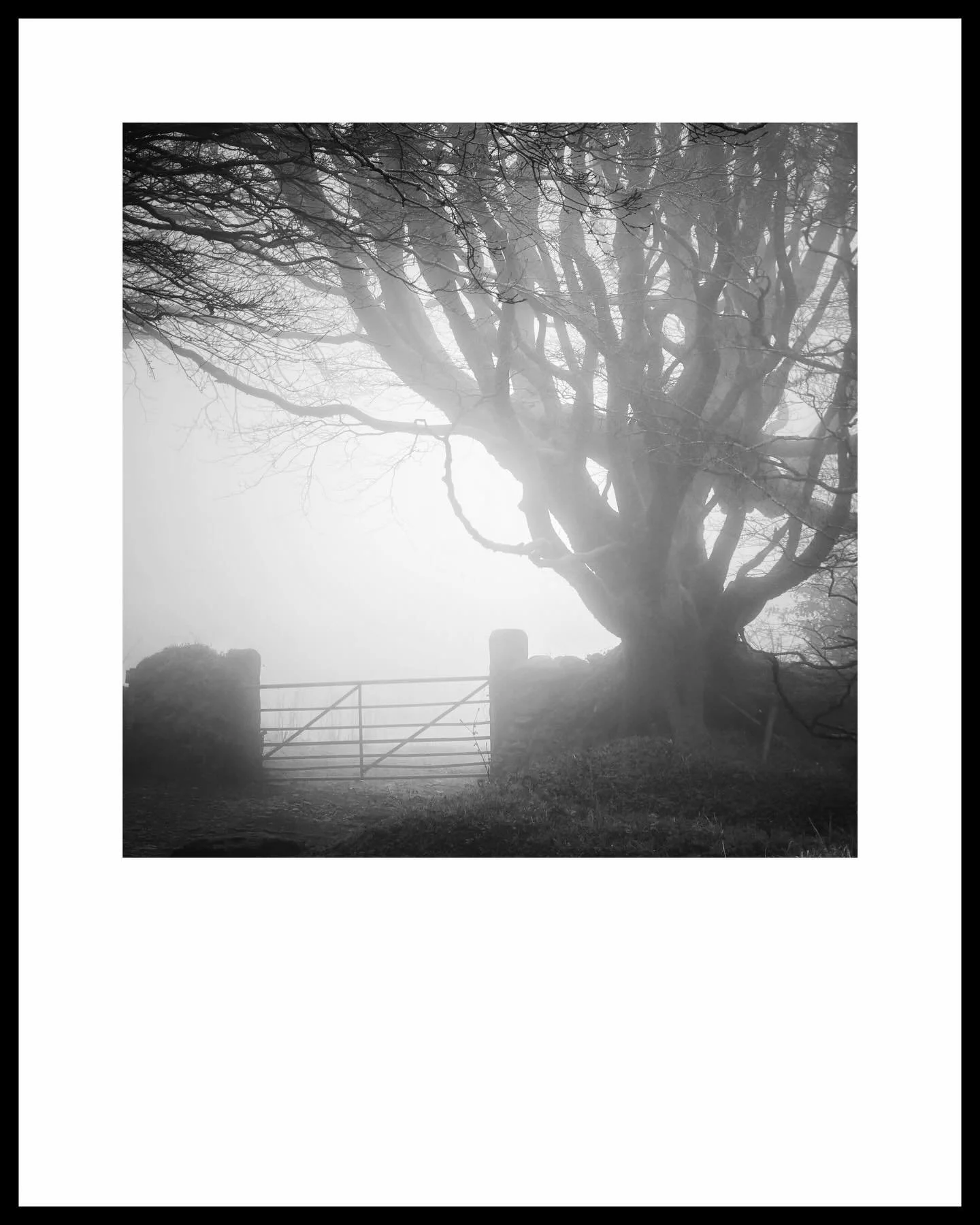 I love the mystery and muffled silence that heralds  a foggy morning, my heart soars on days like this, it&rsquo;s a bit like Christmas!
Fog hides so many distractions, allows simple shapes and a very minimal composition, if you work in colour the so