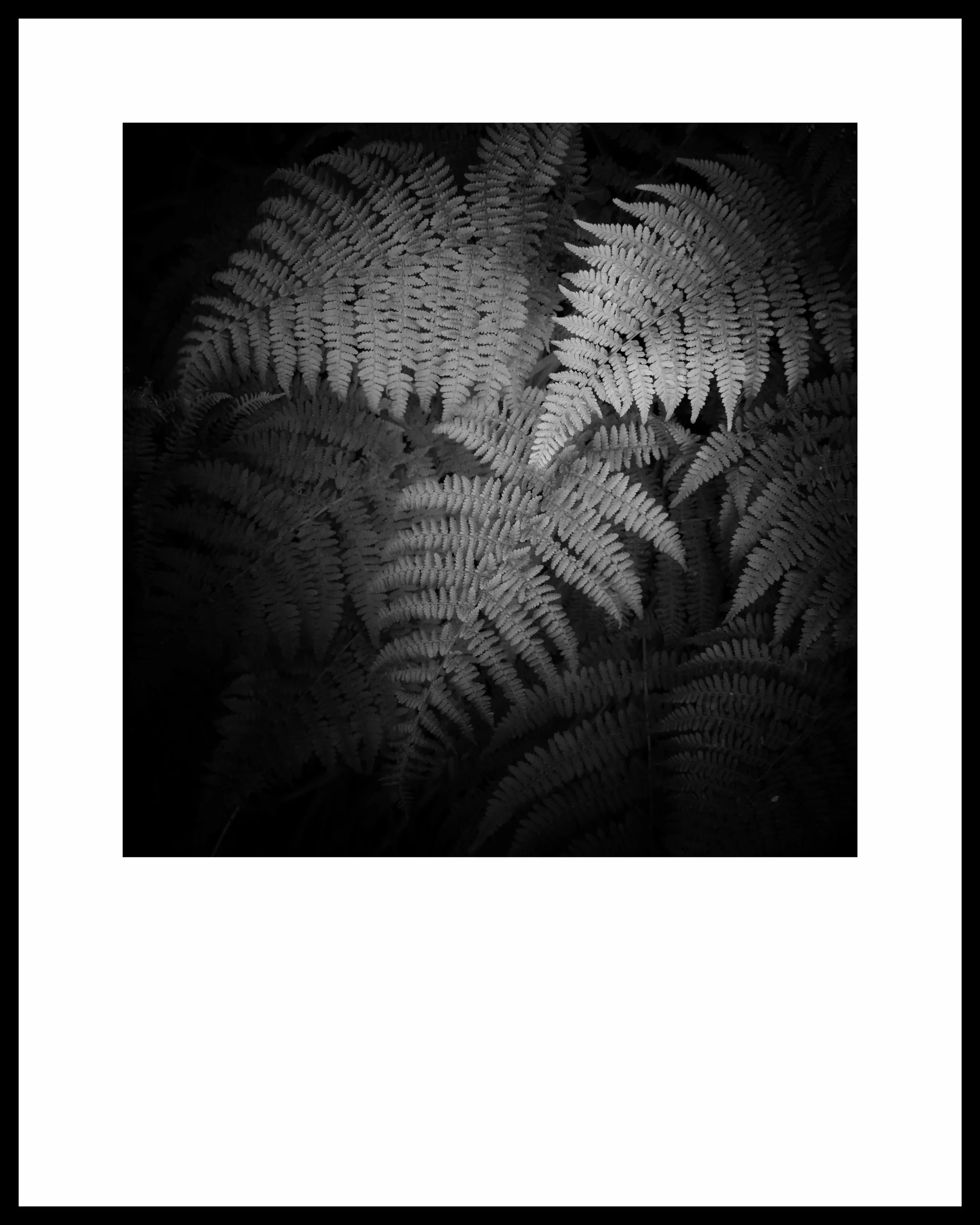 I don&rsquo;t go out to take photos- I haven&rsquo;t for a long time, in fact I often why I even have a camera. For me photography is about receiving moments of simple beauty, perhaps a leaf or light on a pond, stones on the beach. Most of these imag