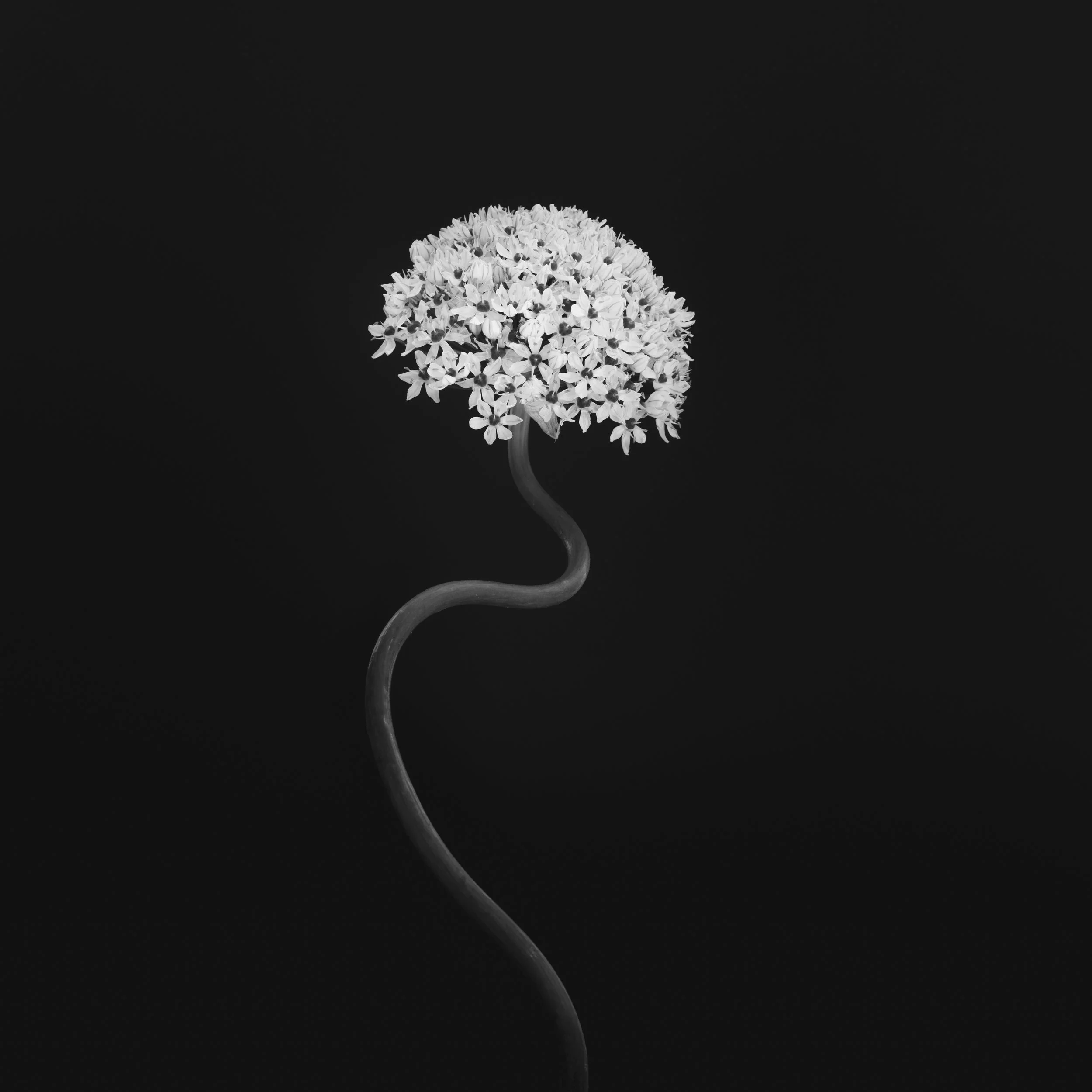 210614_allium fragile beauty_015 copy.jpg