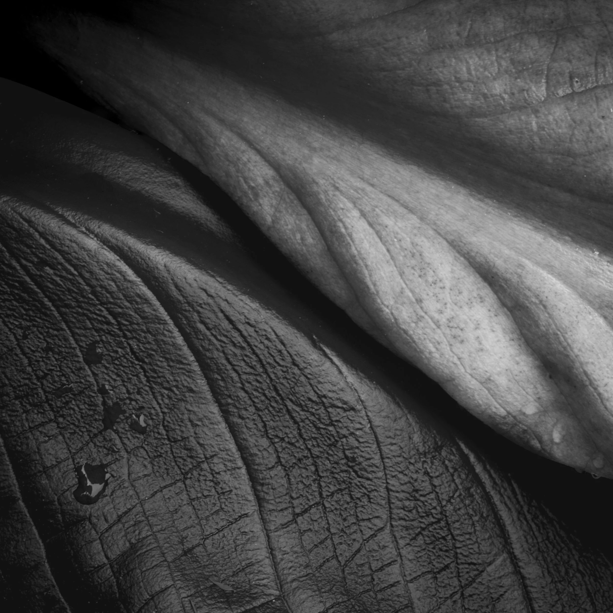 260618 trebah leaves-2.jpg