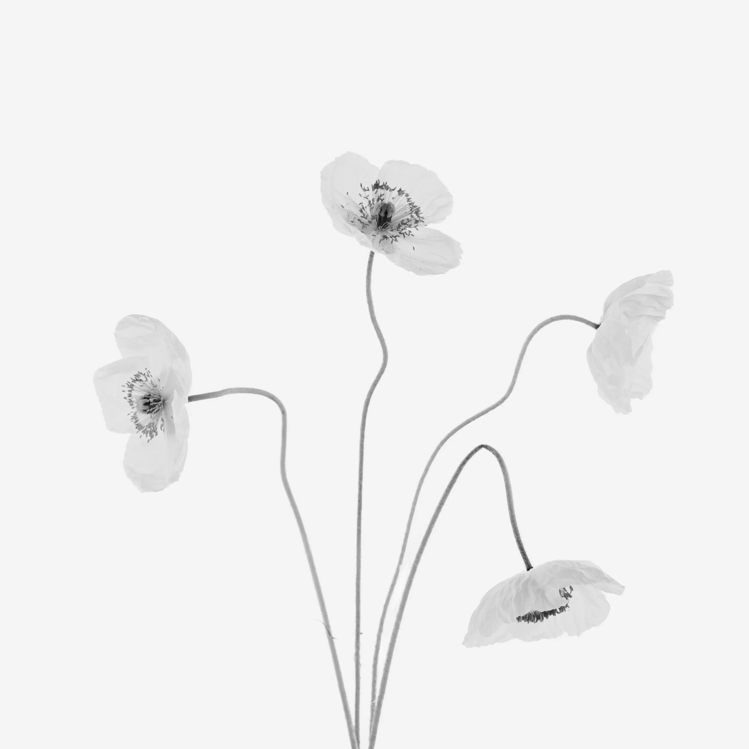 20250516 krowji poppies.JPG