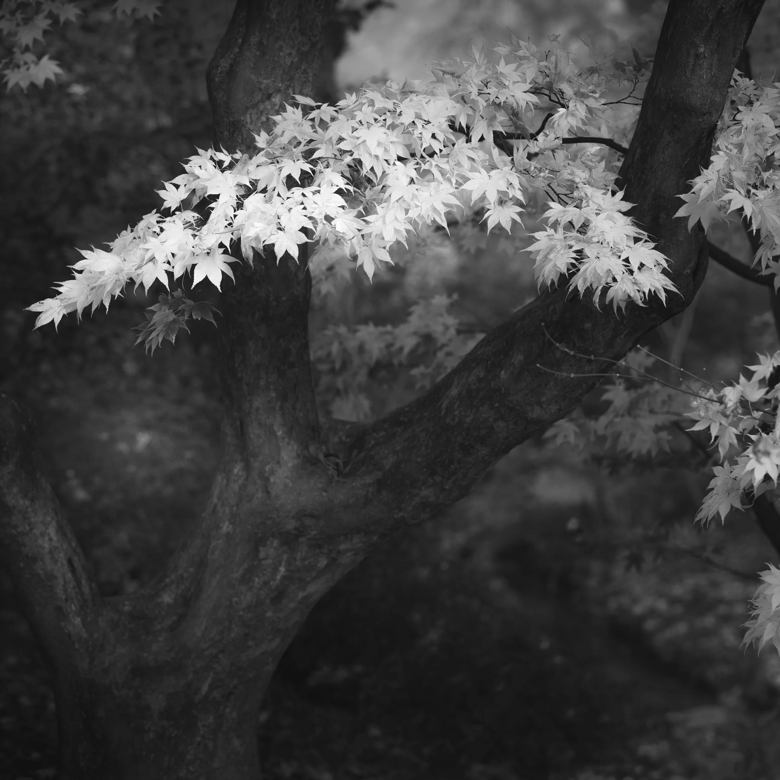 201105_hever_022 copy.jpg