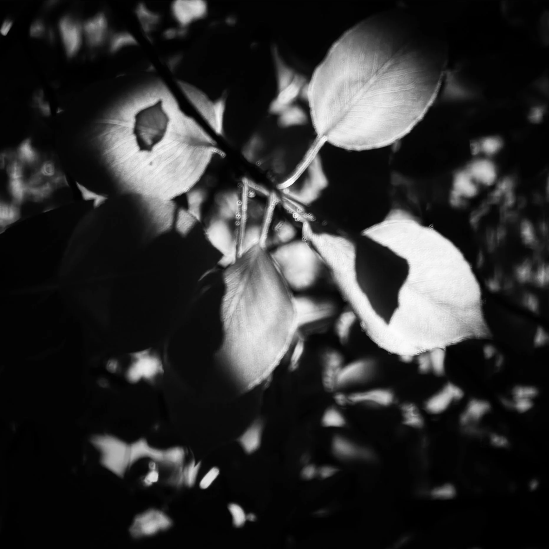 IMG_2354.png