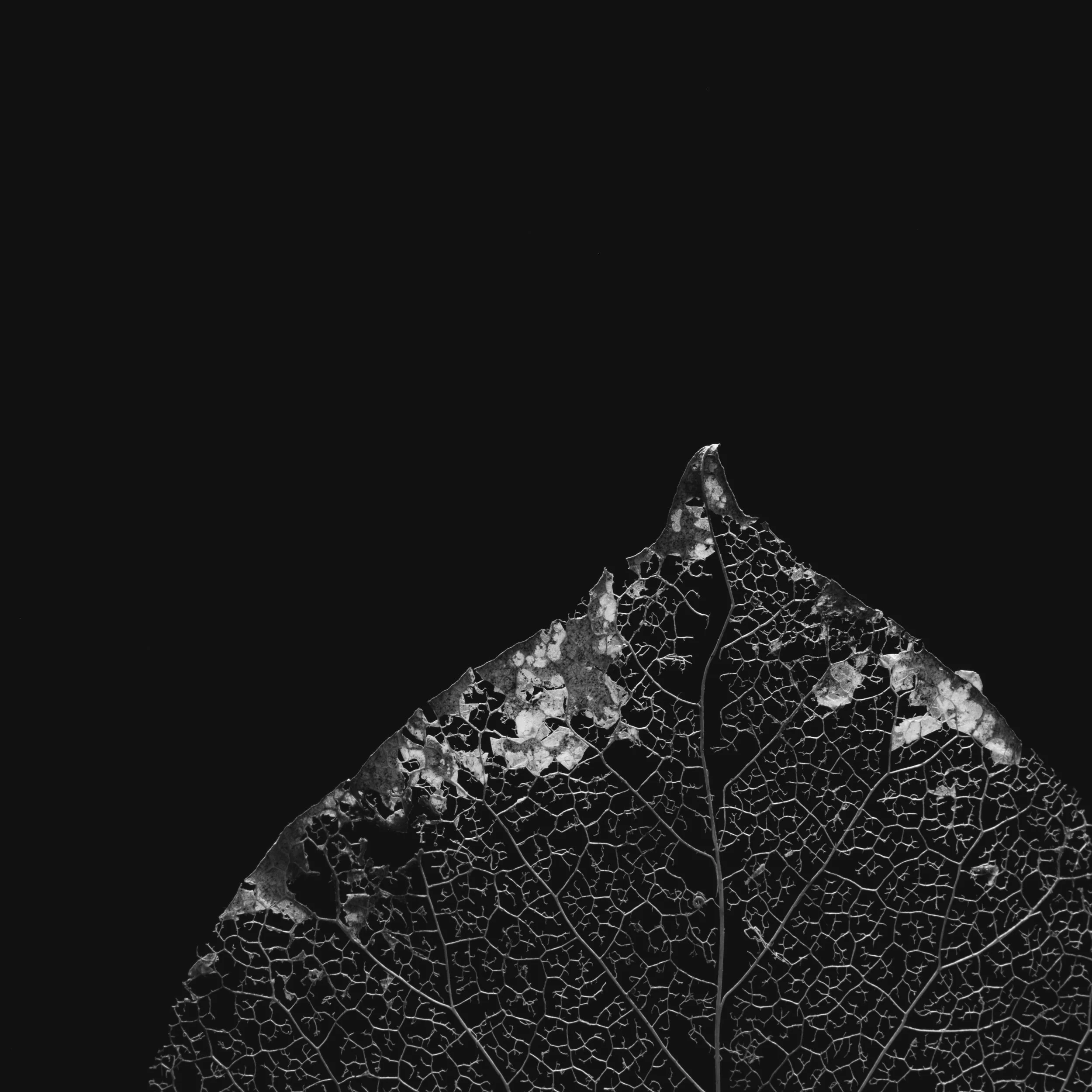 210328_fragile beauty leaf_020 copy.jpg