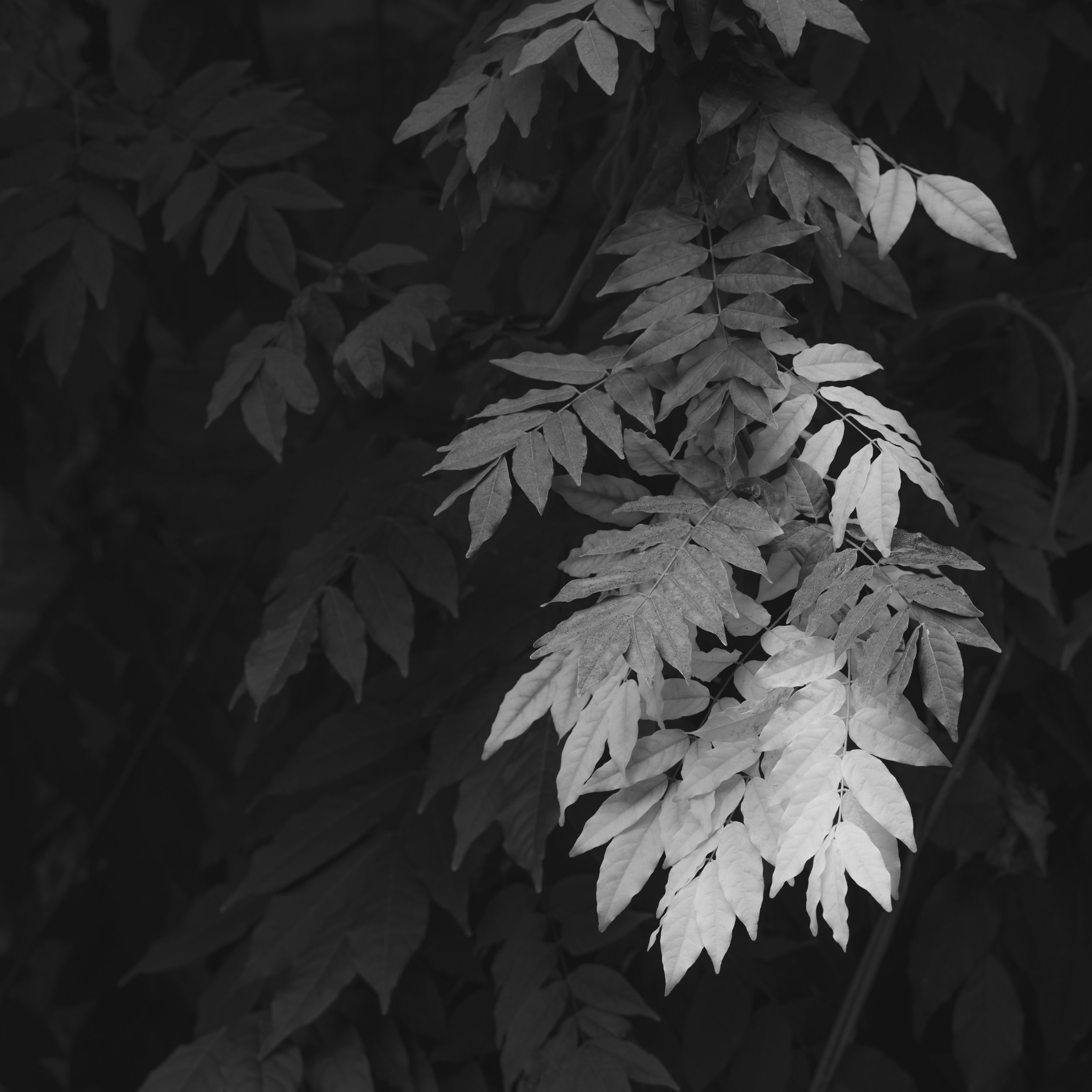241105_autumn_085.jpg