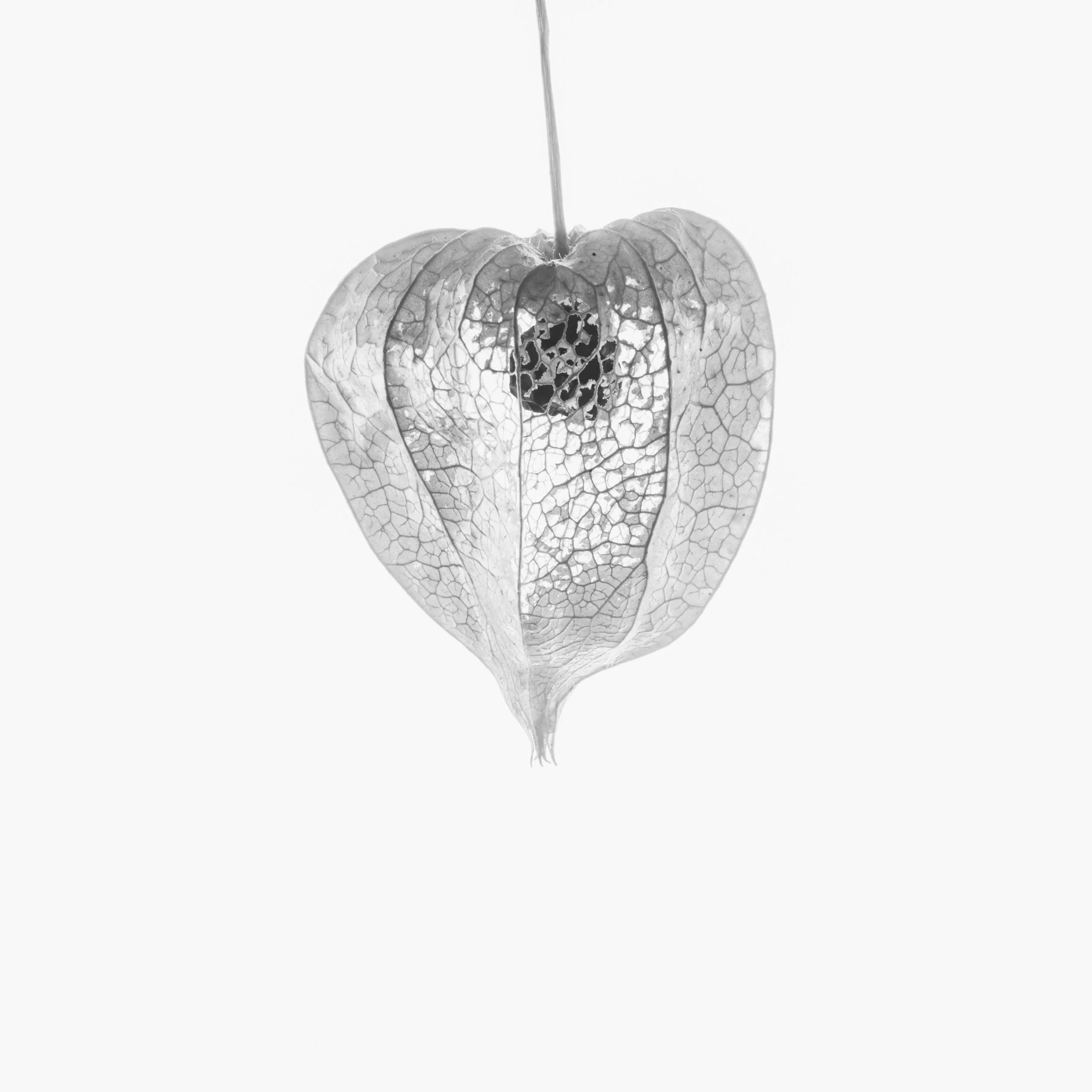 20251110-251110_fragile beauty _026.JPG