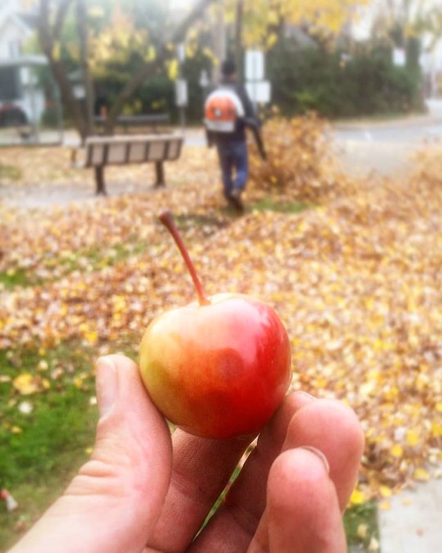 We found what might be the best crab-apple tree ever in the whole wide world.

#gng #apple #fruittree #eatlocal #fallcleanup #fall #autumn #leaves #foodporn #foodpic #ottawa #ottawalife #ottcity #613 #yow #hardwork #dailygrind #landscaping #yardwork 