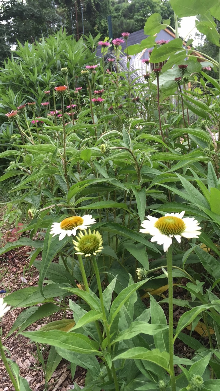 website_cutflowers_page_coneflower.jpeg