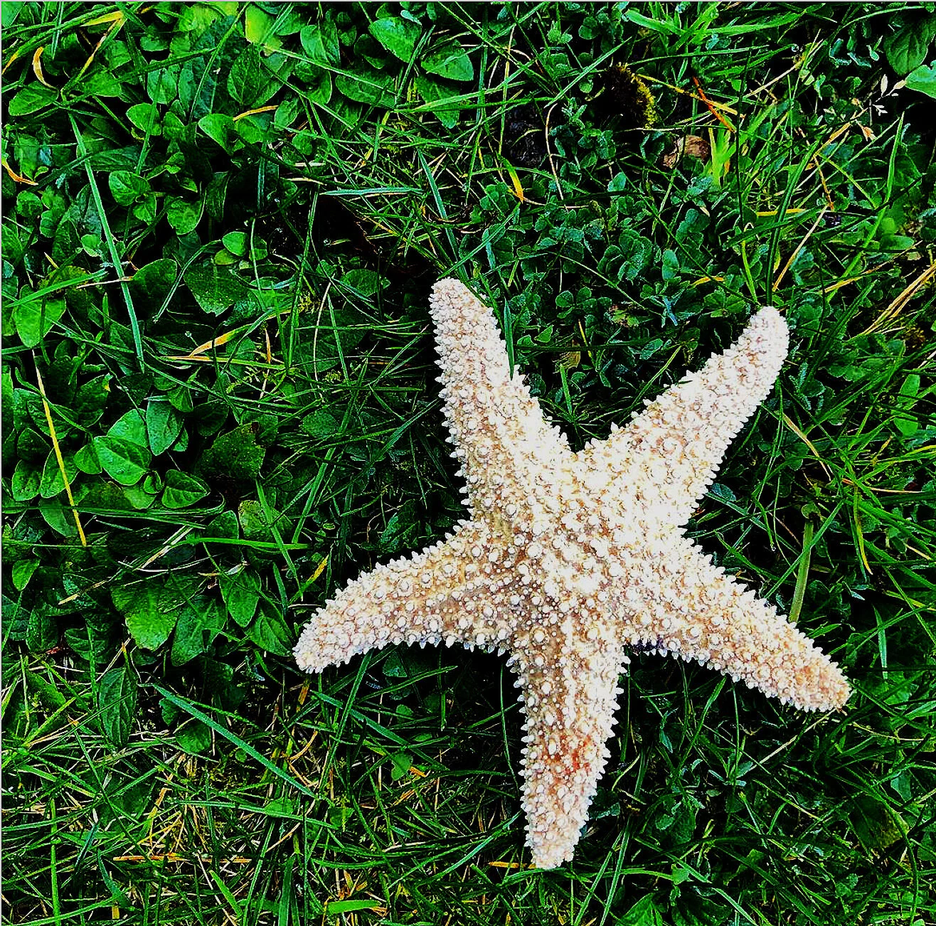 Treat: Star on the Sidewalk