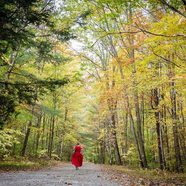 &copy; Lisa Vollmer A Self-Portrait in the Berkshires. Fall Foliage, 2019. :
:
#fineartphotography #photography #selfportrait #canon #velo #fallfoliage #berkshires #yellow #red #road #trees #colors #culturalheritage #culturalexchange #german #america