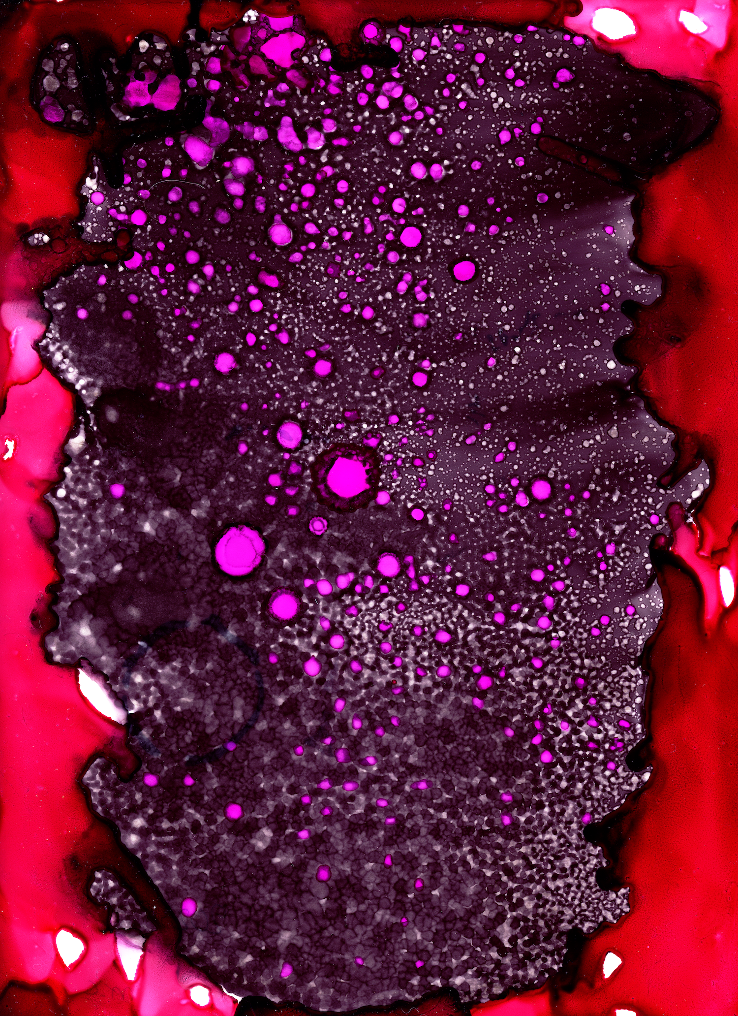chrysalis Alcohol ink on Translucent Yupo (12 x 9 in.) New York, 2024