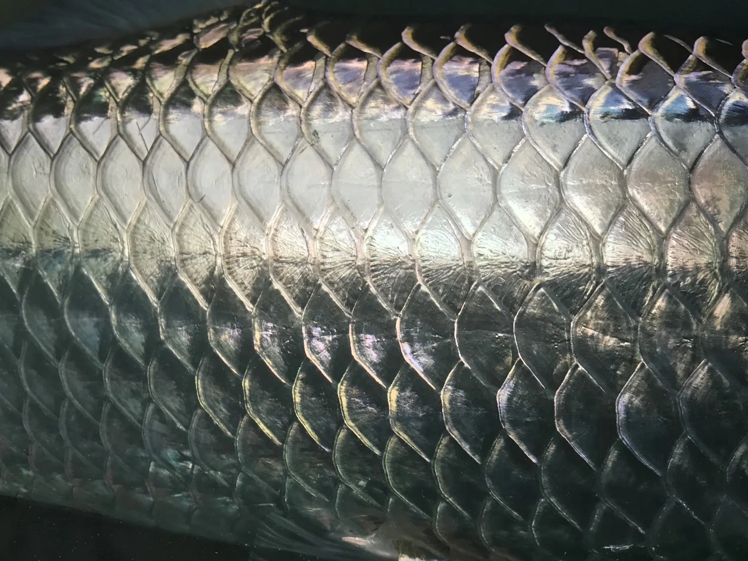 5C0D6237-9FDA-431D-B59F-318E997D62E7 (5).jpeg