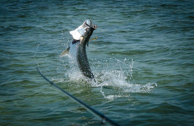 Time to go to work #tarpon #bonefish #permit