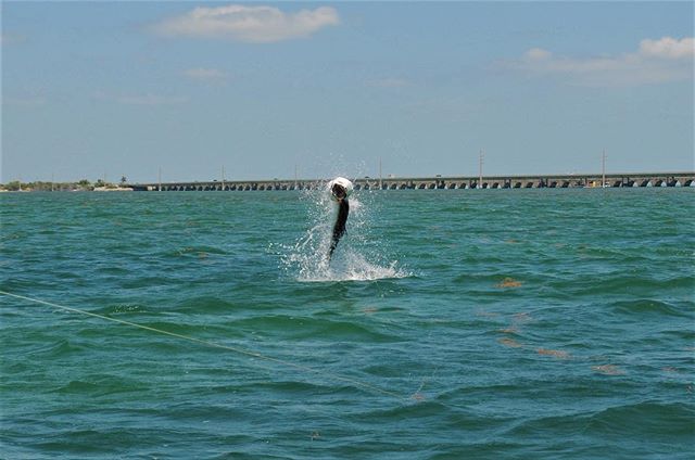 Poons be jammin&rsquo; mon #tarpon #floridakeys #itonlycountsonfly