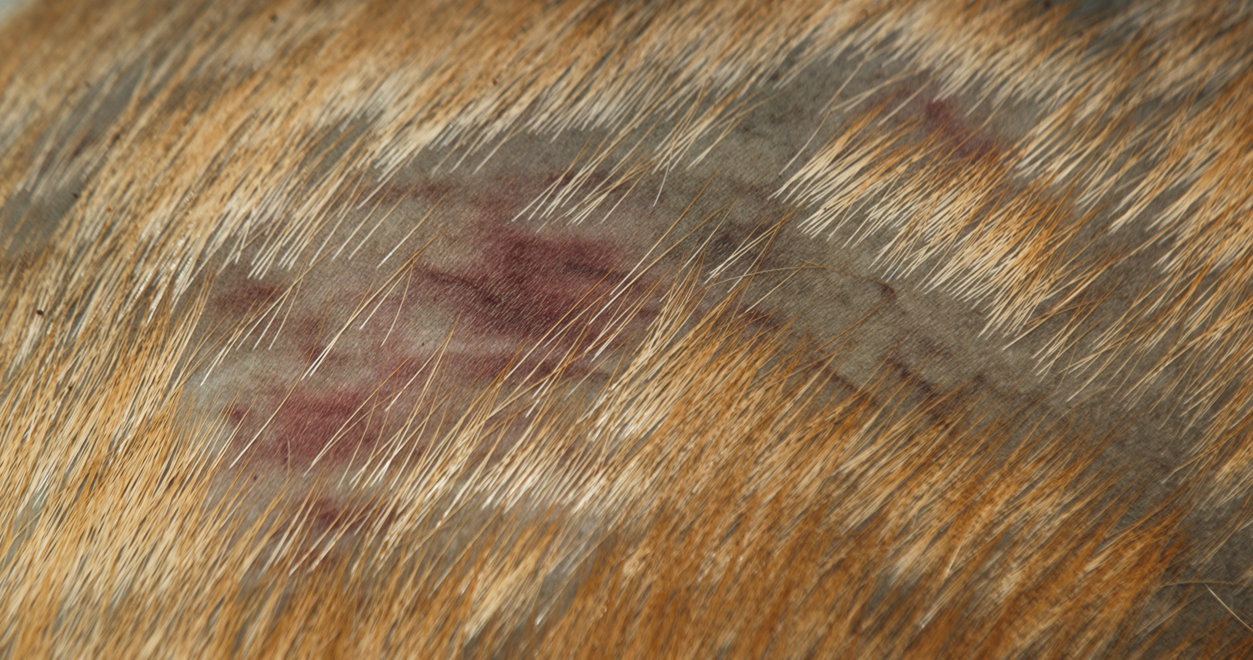 DEER_LOCK2_260421.00_00_05_22.Still006.png