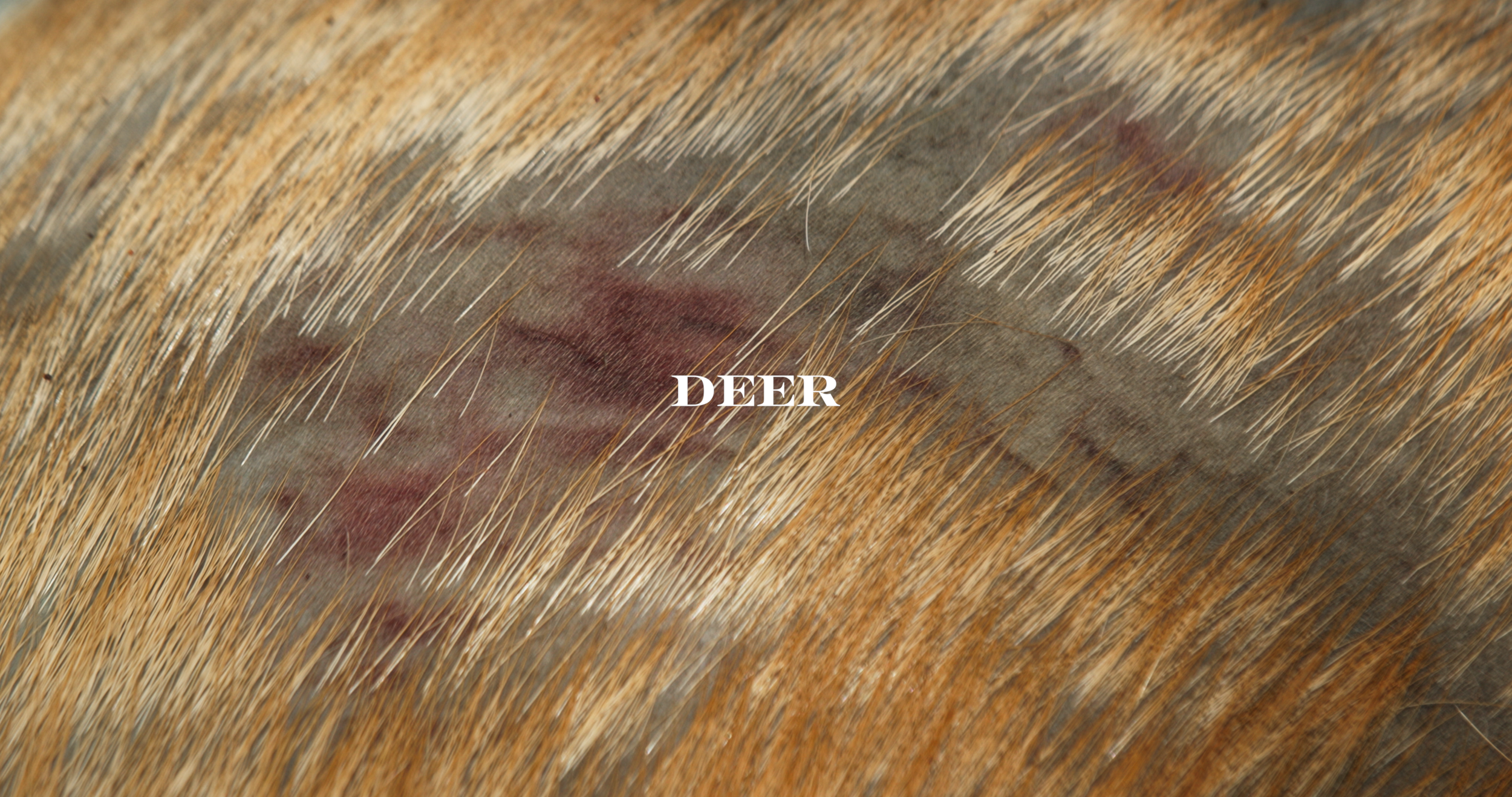 Deer