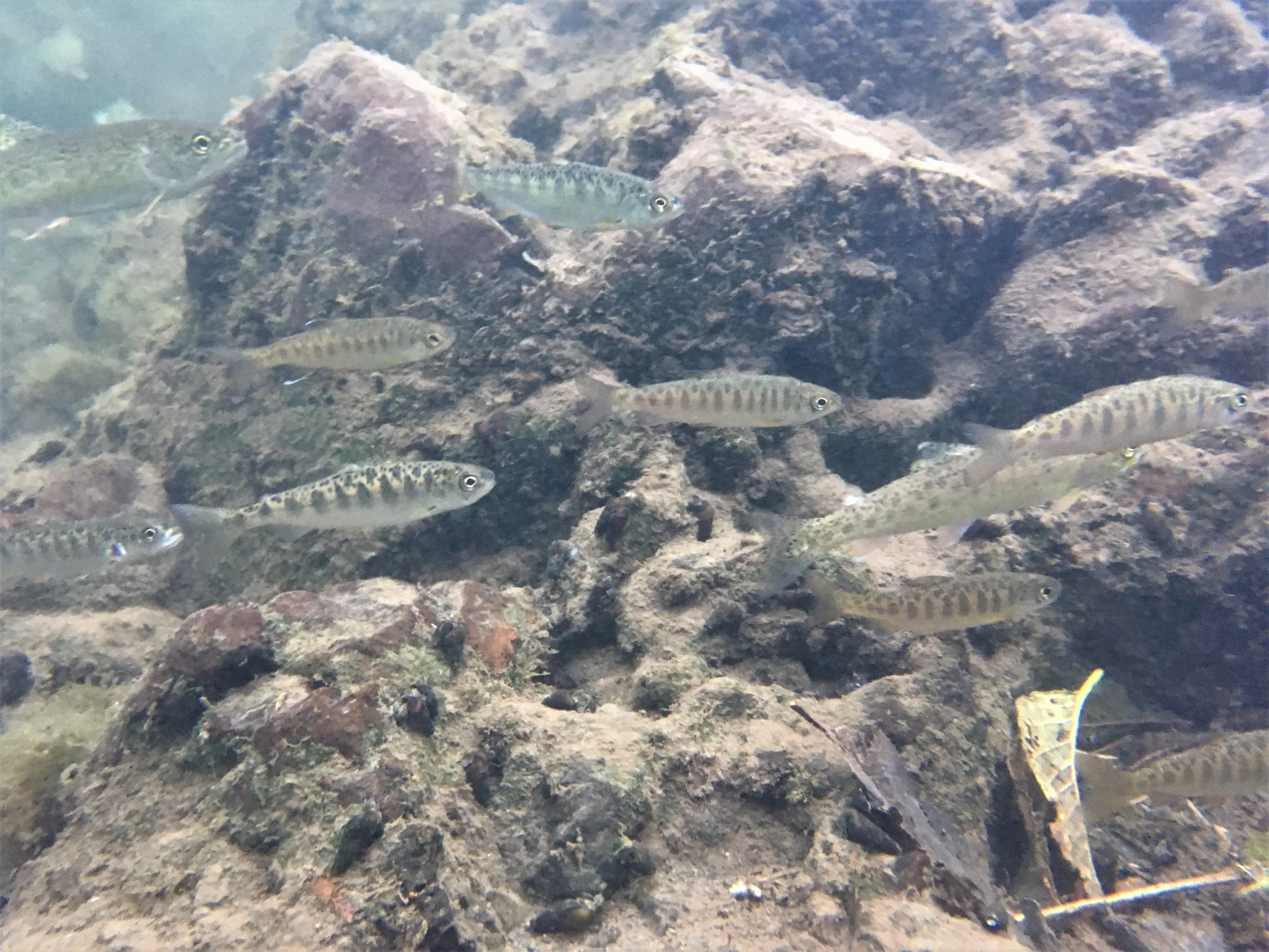 Fall Thermal Refugia.JPG