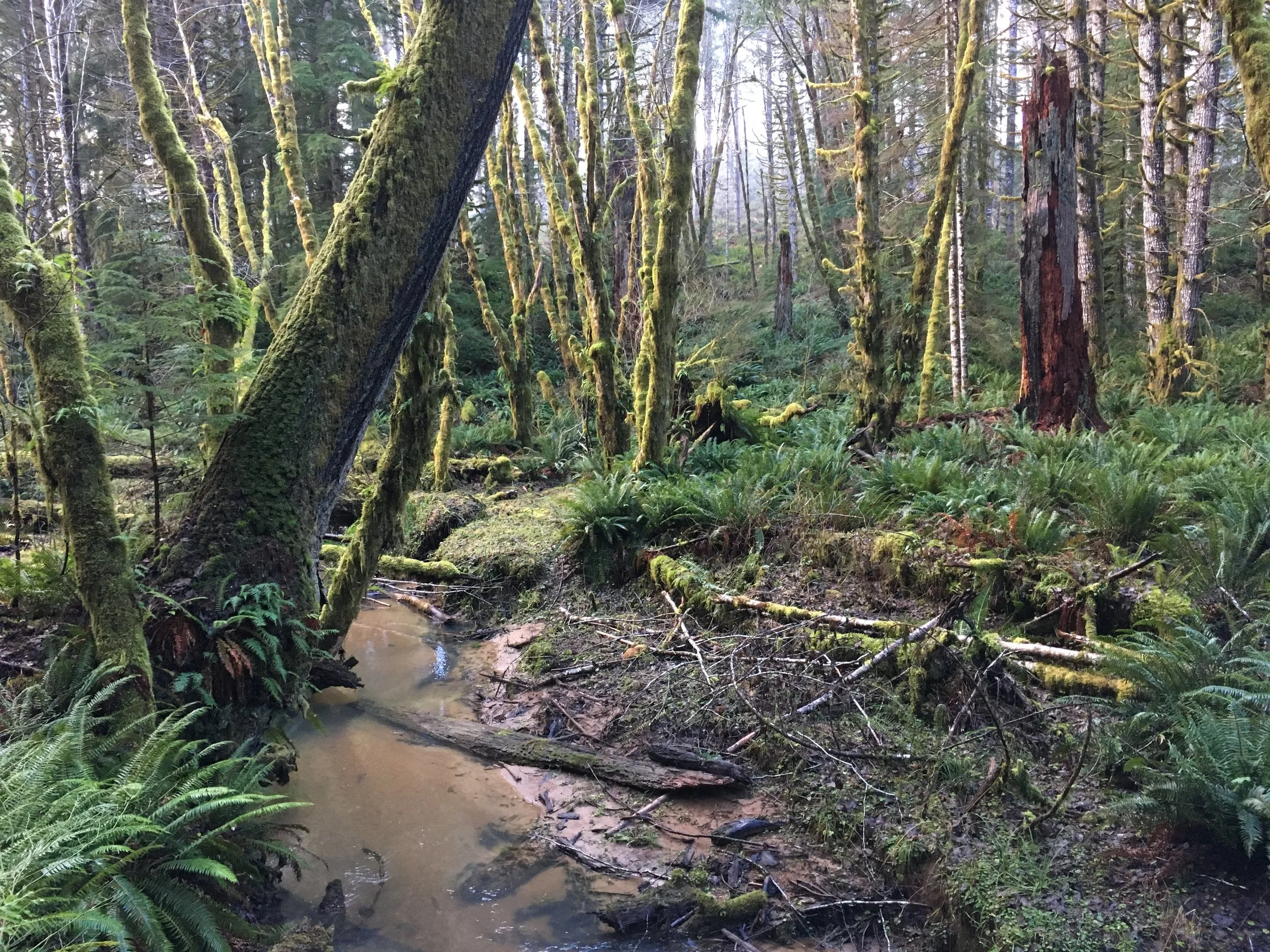  Walker Creek (Nehalem basin) 