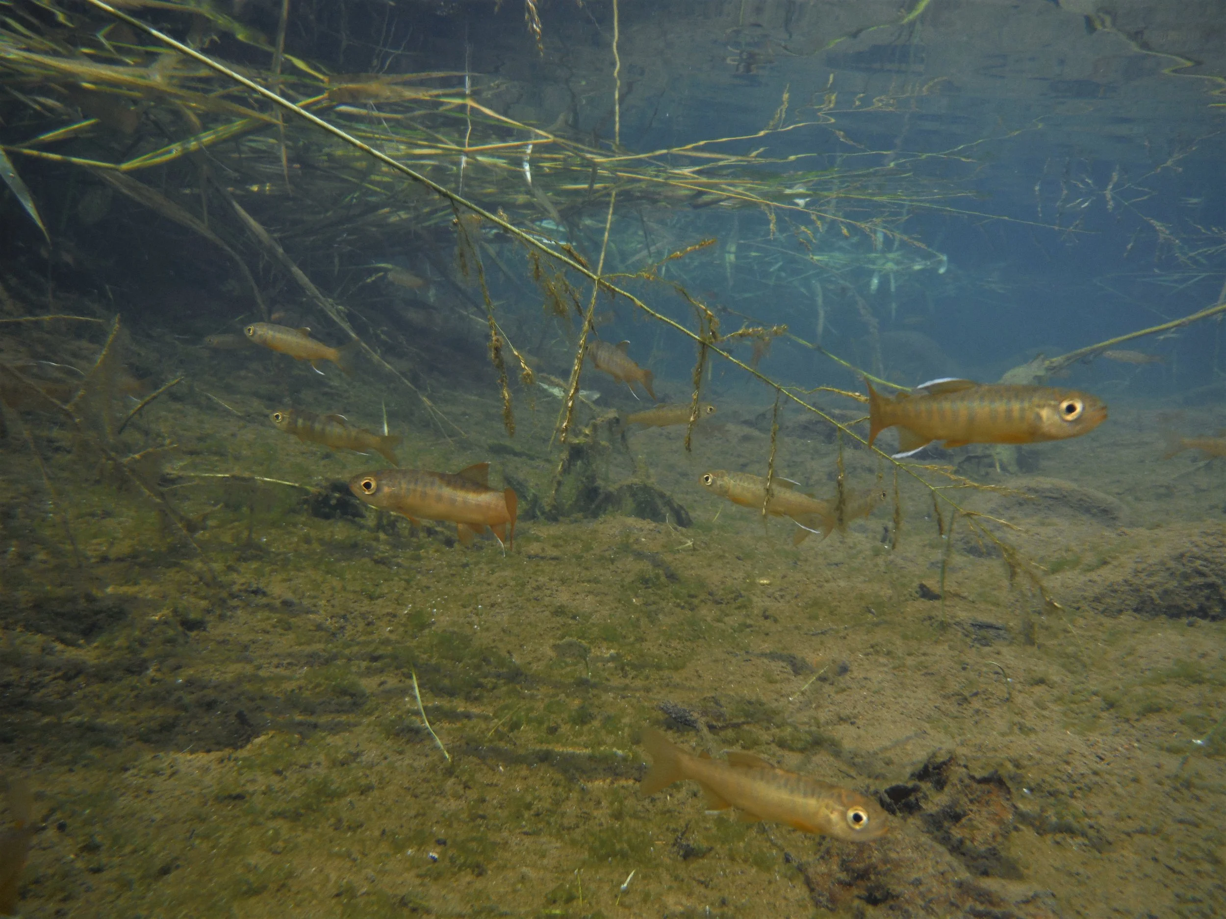  Juvenile Coho  