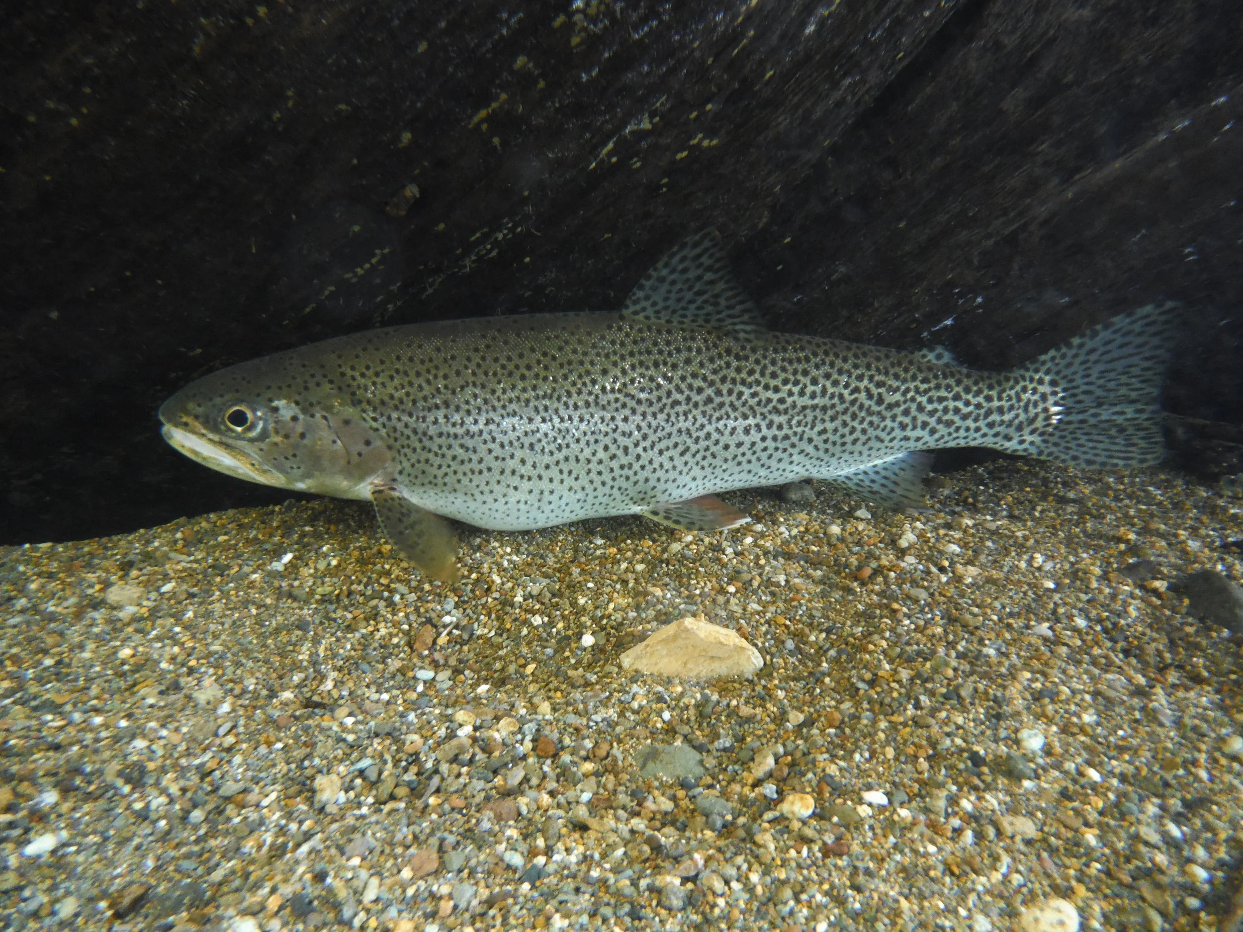  Cutthroat Trout 