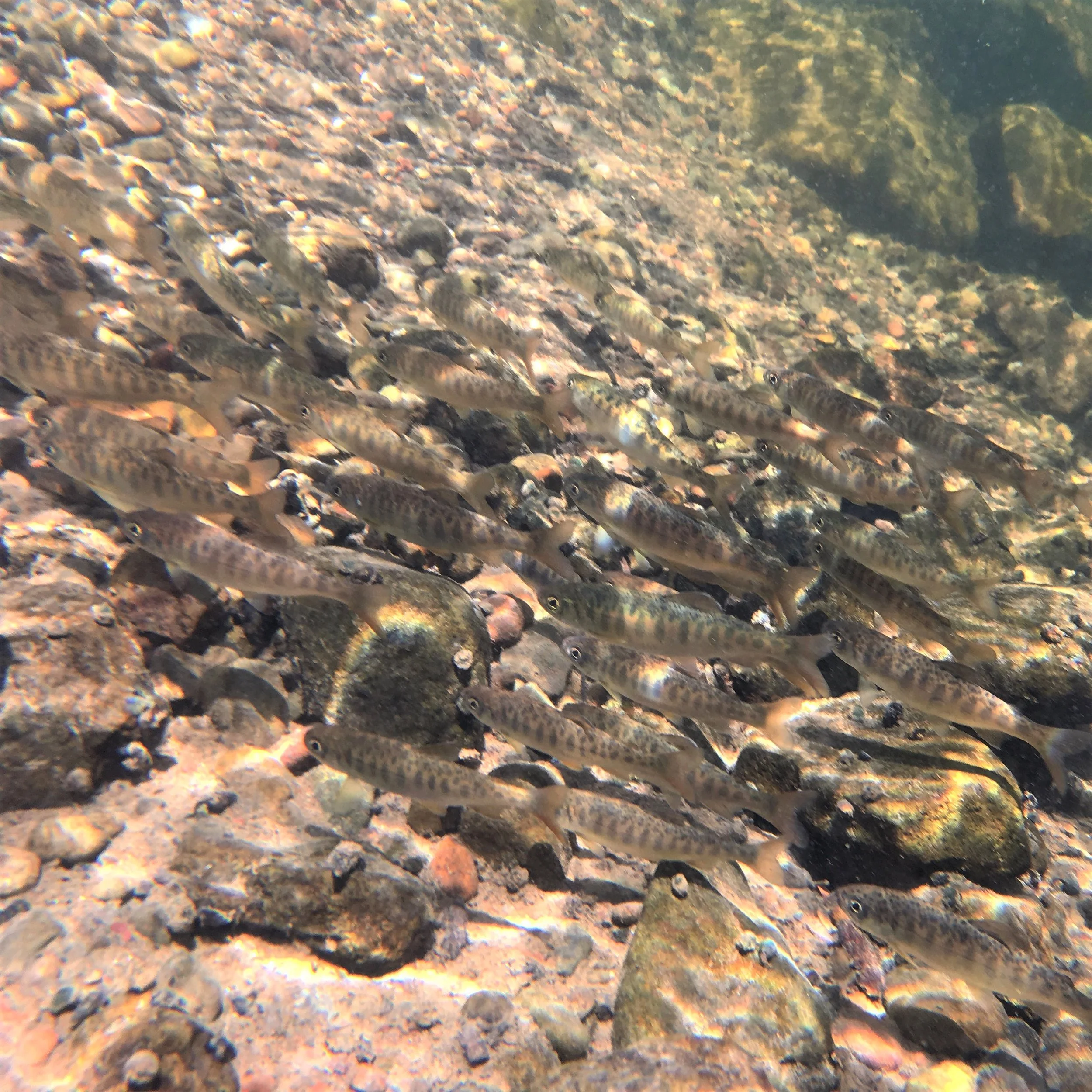  Juvenile Coho and Chinook 