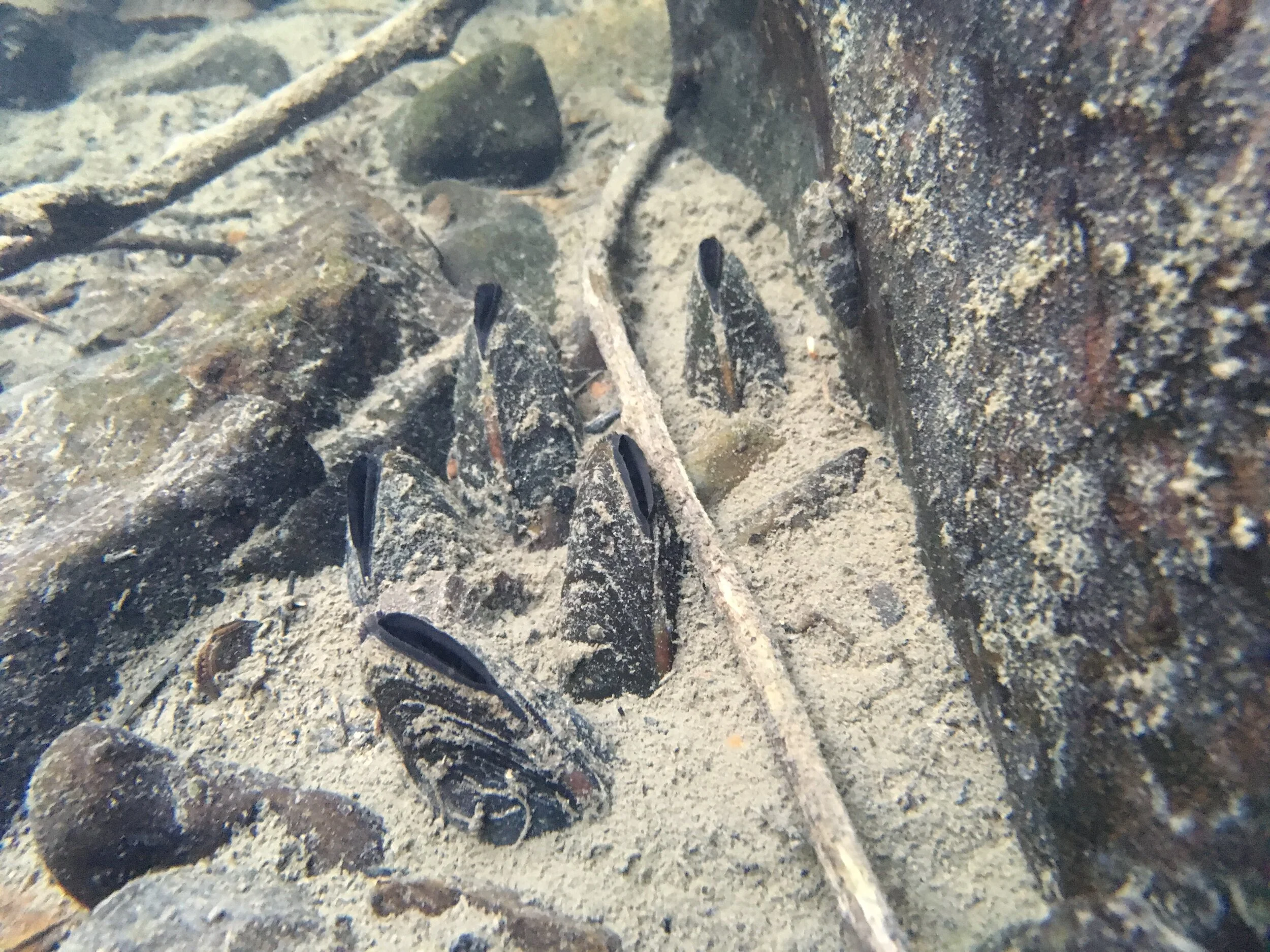 Western Pearlshell Mussels