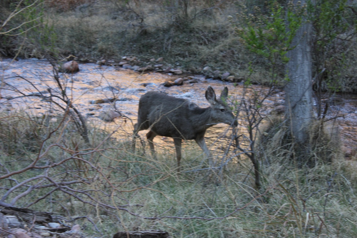deer@campsite.jpg
