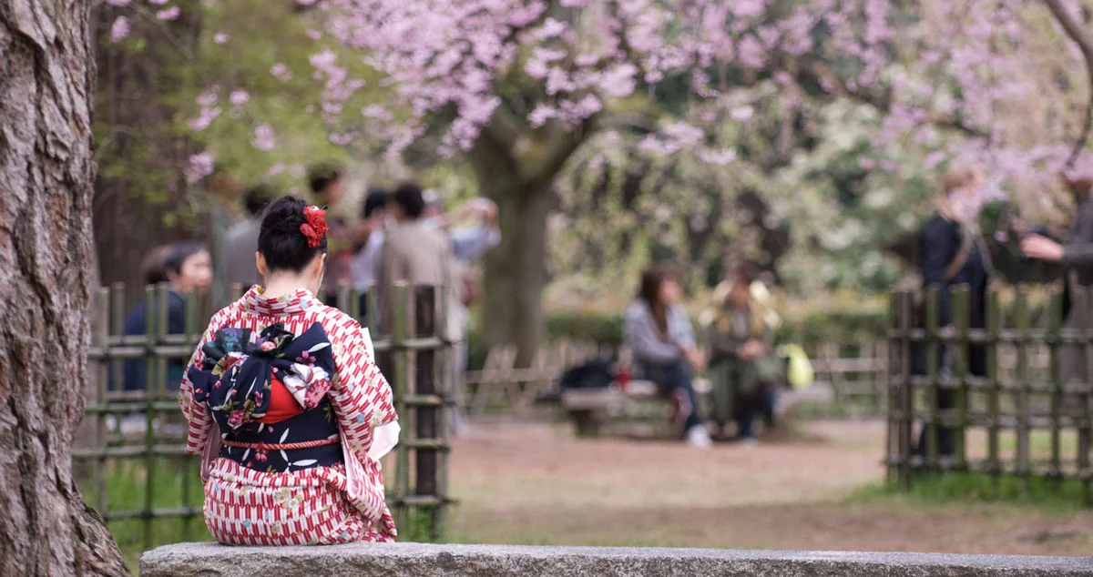 Beautiful Cherry Blossoms. Photo by www.interasia.com.au