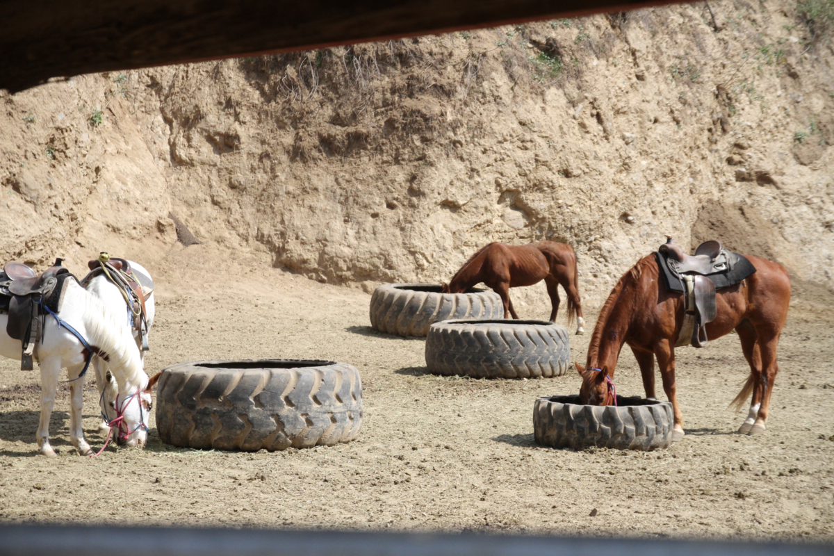 Horses_feeding.jpg