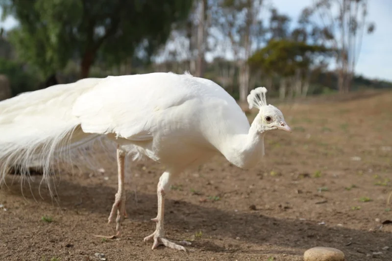 The rare White Peacock at Leo Carrillo Ranch